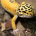Comment jouer avec un gecko ?