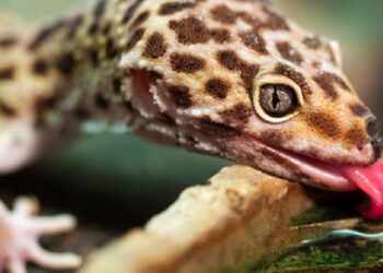 Comment jouer avec un gecko ?