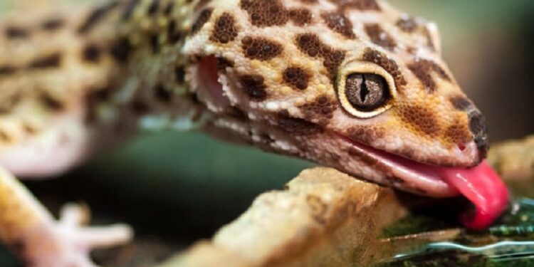Comment jouer avec un gecko ?