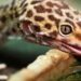 Comment jouer avec un gecko ?