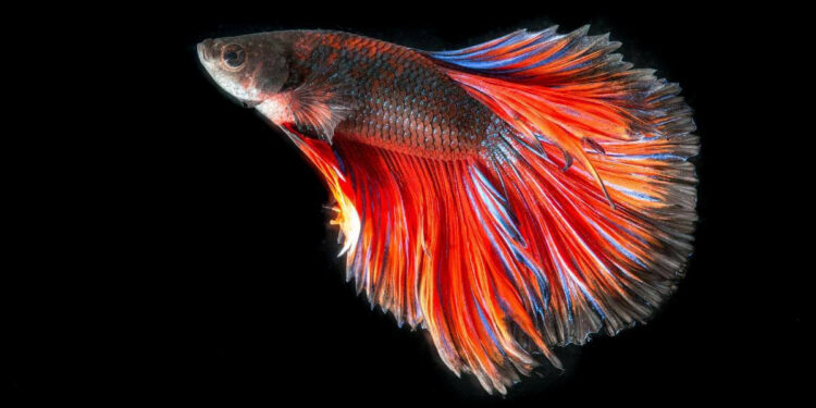 Comment jouer avec un poisson combattant ?