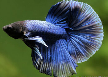 Comment jouer avec un poisson combattant ?