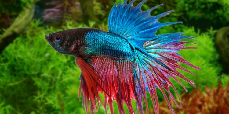 Comment jouer avec un poisson combattant ?