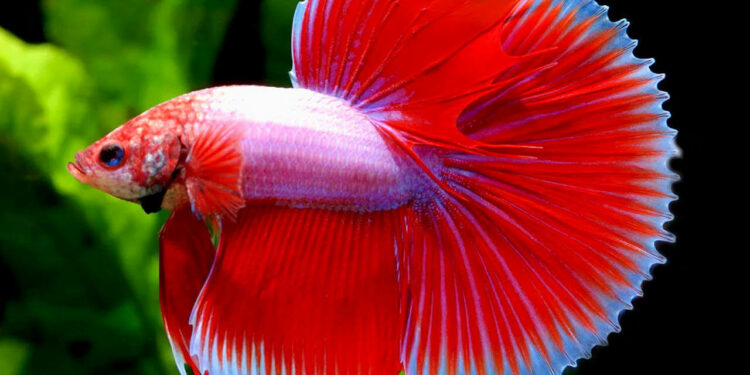 Comment jouer avec un poisson combattant ?