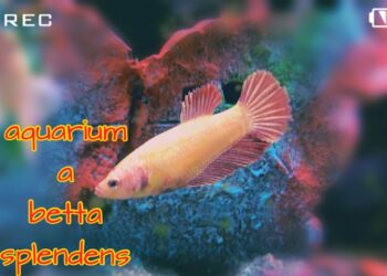 Comment jouer avec un poisson combattant ?