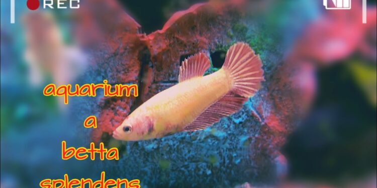 Comment jouer avec un poisson combattant ?