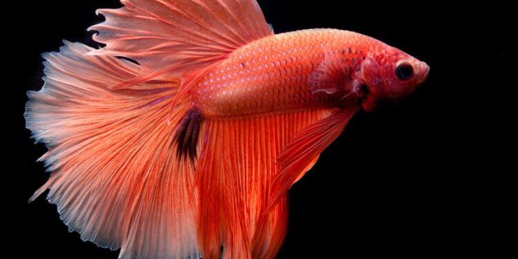 Comment jouer avec un poisson combattant ?