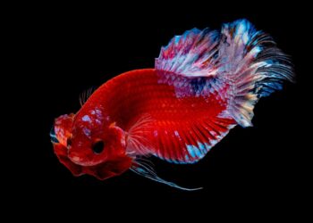 Comment jouer avec un poisson combattant ?