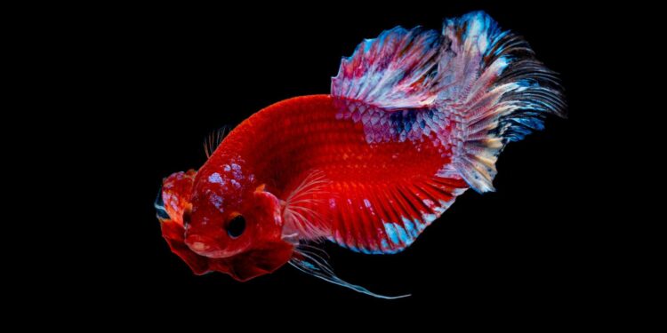 Comment jouer avec un poisson combattant ?