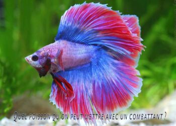 Comment jouer avec un poisson combattant ?