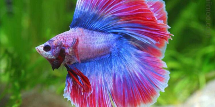 Comment jouer avec un poisson combattant ?