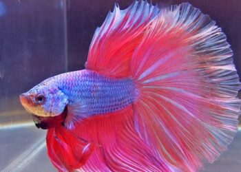 Comment jouer avec un poisson combattant ?