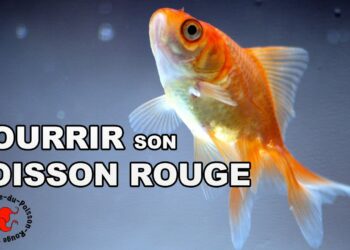 Comment jouer avec un poisson rouge ?
