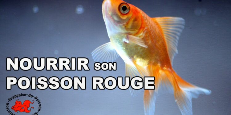 Comment jouer avec un poisson rouge ?