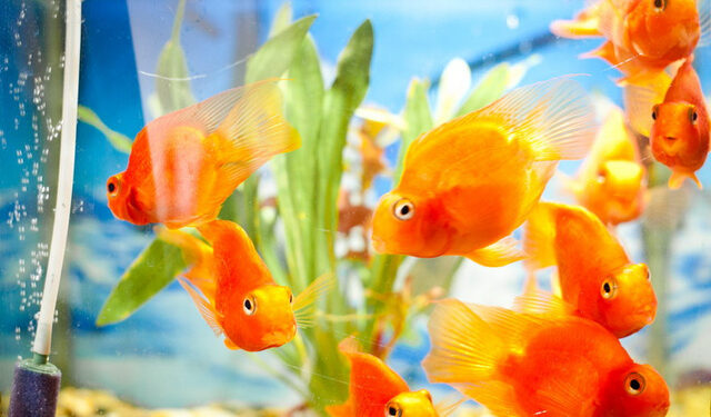 Comment jouer avec un poisson rouge ?