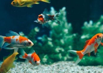 Comment jouer avec un poisson rouge ?