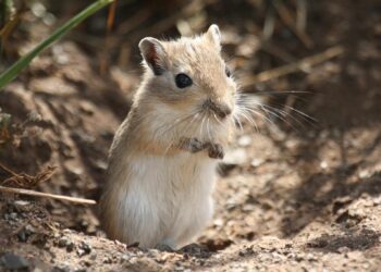 Comment jouer avec une gerbille ?