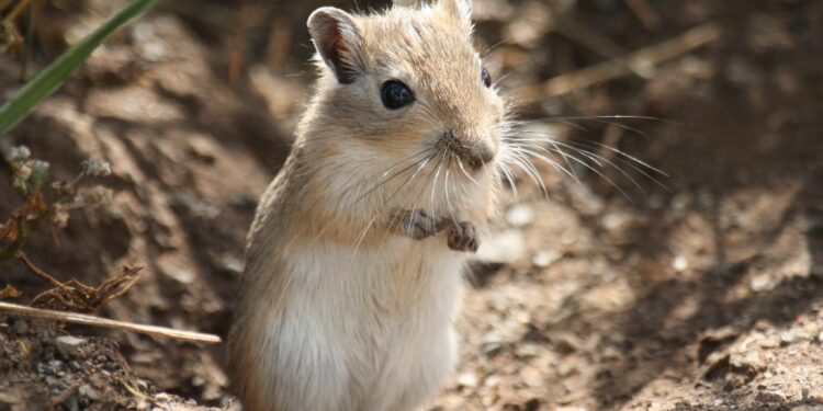 Comment jouer avec une gerbille ?