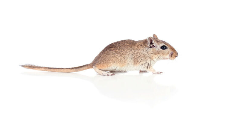 Comment jouer avec une gerbille ?