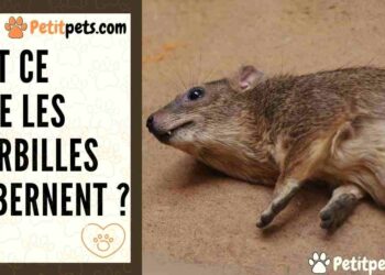 Comment jouer avec une gerbille ?