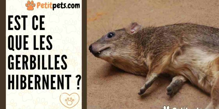 Comment jouer avec une gerbille ?