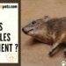 Comment jouer avec une gerbille ?