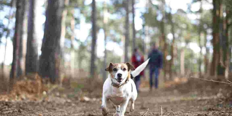 Comment laisser son chien seul dehors ?