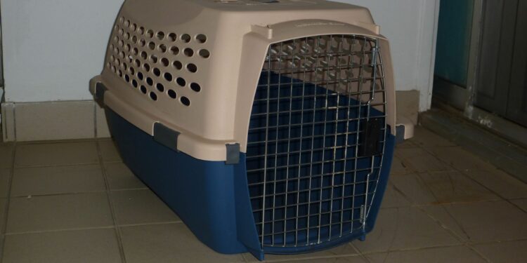 Comment laisser son chiot tout seul ?