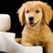 Comment laisser un chiot seul la journée ?
