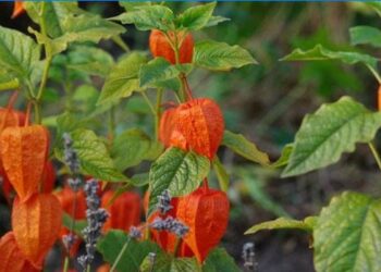 Comment laver les physalis ?