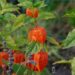 Comment laver les physalis ?