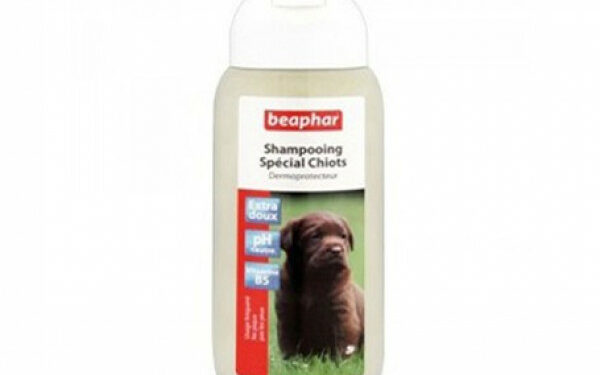 Comment laver mon chien sans savon ?