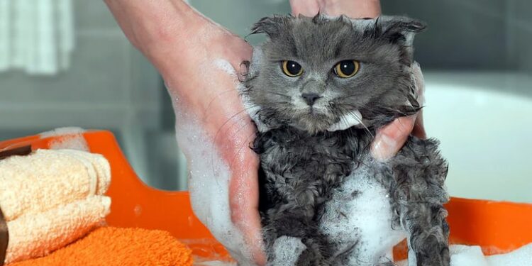 Comment laver son chat sans shampoing ?