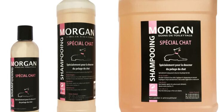 Comment laver son chat sans shampoing pour chat ?