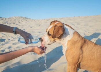 Comment laver son chien après la mer ?