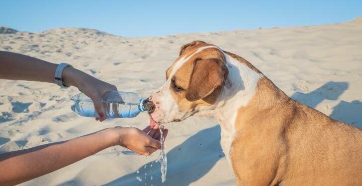Comment laver son chien après la mer ?