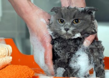 Comment laver un chat sans savon ?