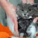 Comment laver un chat sans savon ?
