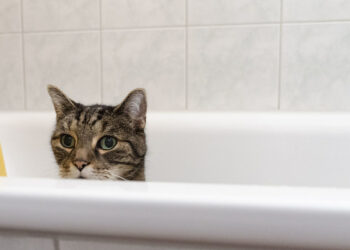 Comment laver un chat sans savon pour chat ?