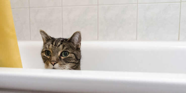 Comment laver un chat sans savon pour chat ?