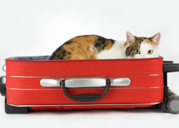 Comment le chat fait ses besoins en voyage ?