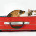 Comment le chat fait ses besoins en voyage ?