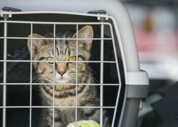 Comment le chat fait ses besoins en voyage ?