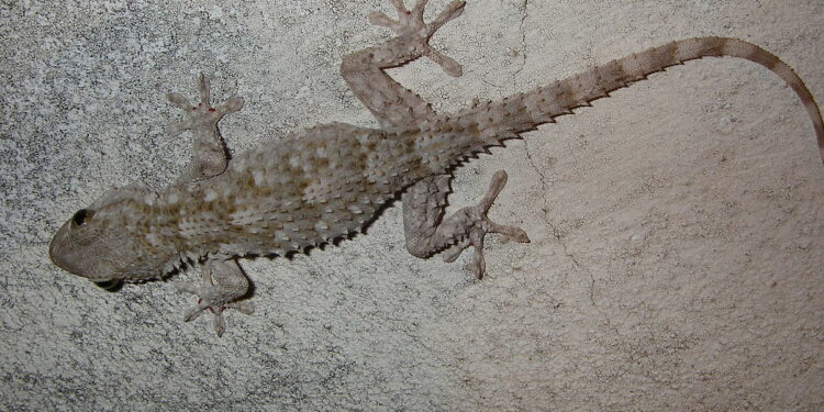 Comment le lézard tient sur le mur ?