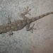 Comment le lézard tient sur le mur ?