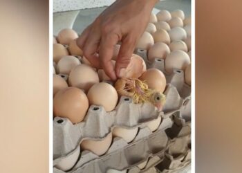 Comment le poussin sort de sa coquille ?