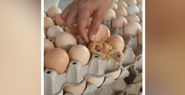 Comment le poussin sort de sa coquille ?