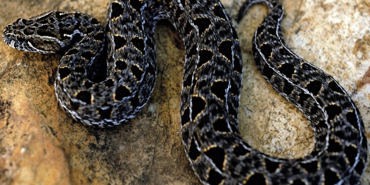 Comment le serpent fait l'amour ?