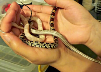 Comment le serpent fait l'amour ?