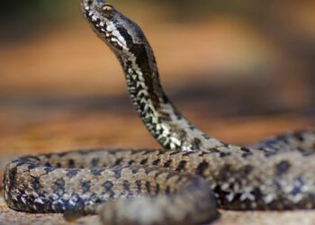 Comment le serpent fait l'amour ?